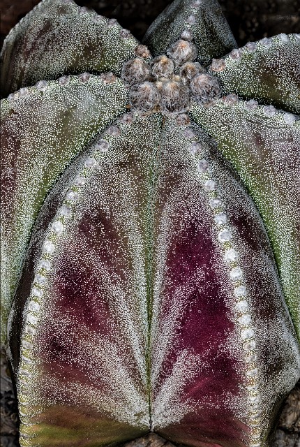 Cactus 19-0738a.jpg